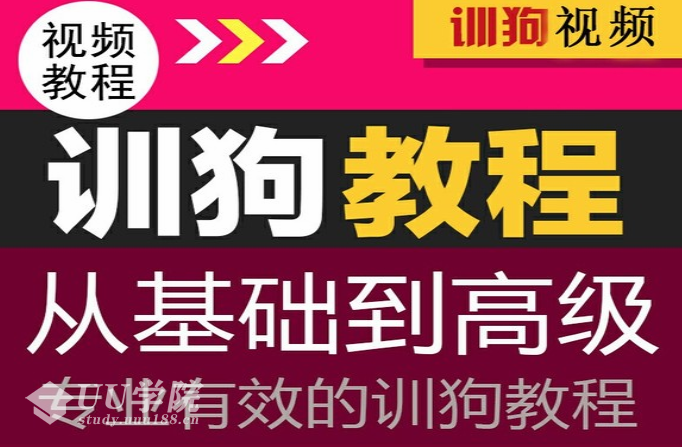 怎么训练狗狗新训练狗视频全套课程，让你的狗狗在你的指令下完成不可思议的神奇